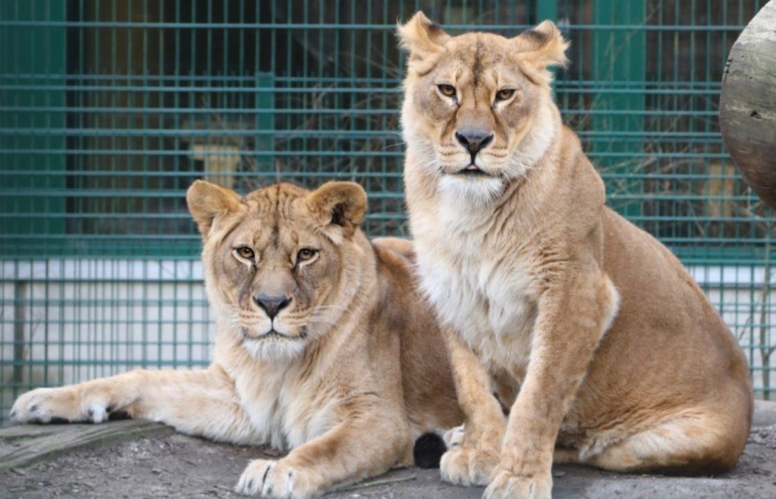 Two lionesses given new home at Five Sisters Zoo after rescue from conflict in Ukraine