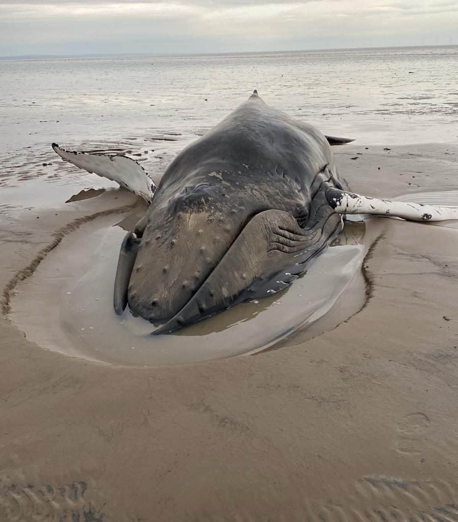 British Divers Marine Life Rescue was alerted to the stranding off the coast of Southerness as the tide was receding.