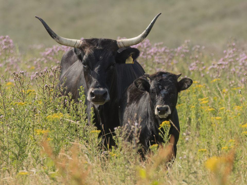 Wild cattle breed could ‘return’ to Dundreggan estate near Loch Ness 400 years after becoming extinct