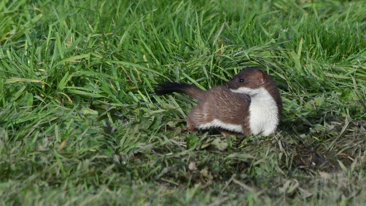 Project to remove invasive stoats from Orkney boosting native wildlife – RSPB