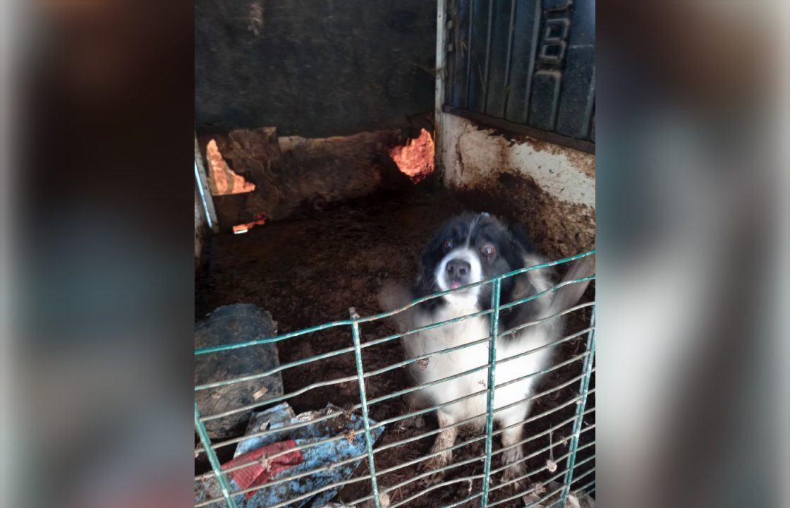 Farmer kept sheepdog inside abandoned ‘filthy’ horsebox without food or water