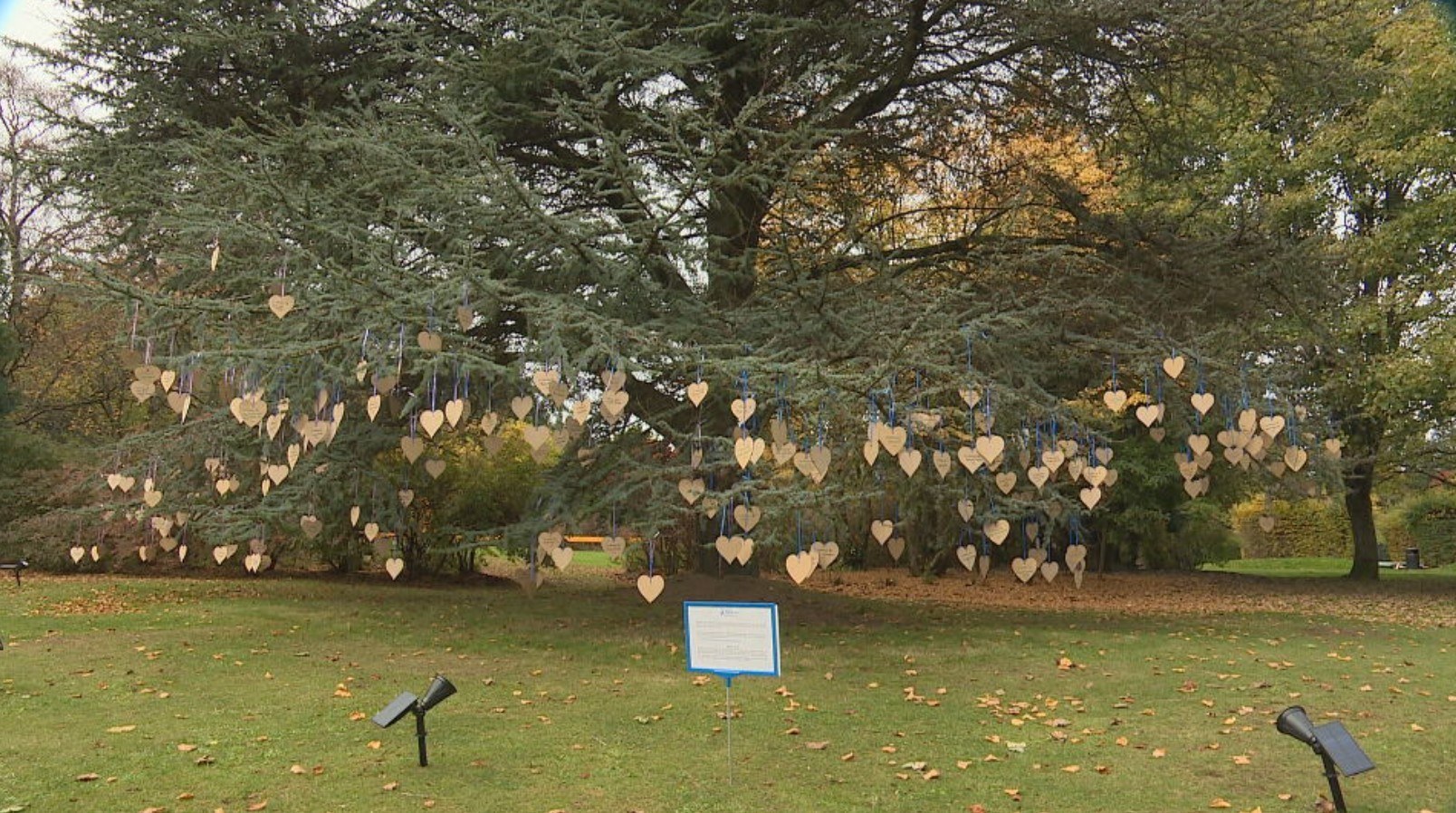 Memorial tree for lost babies in Aberdeen