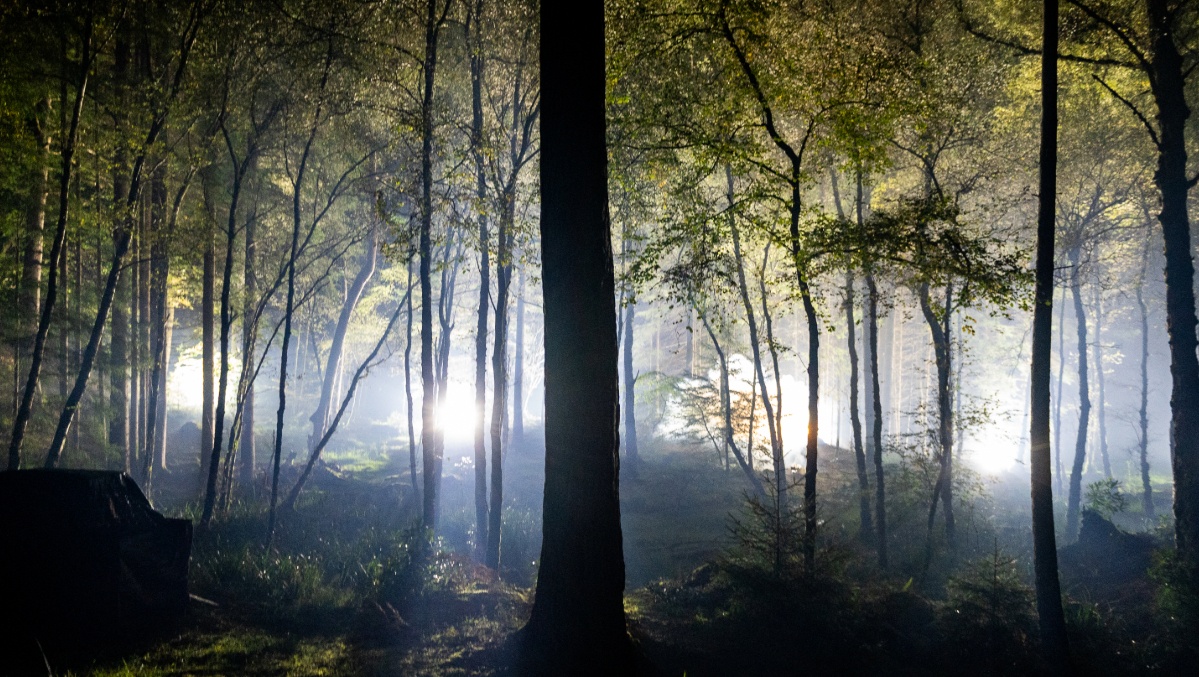 Enchanted Forest in Pitlochry returns to offer ‘symphony of nature’ to visitors