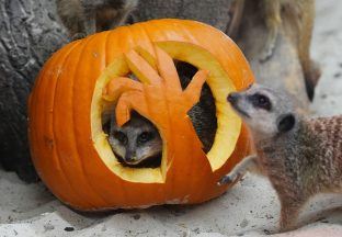 Animals enjoy smashing time with pumpkins at Blair Drummond Safari Park before Halloween