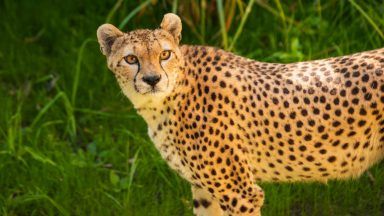 Edinburgh Zoo announces death of Cleo the Cheetah one month after arrival from Irish wildlife park