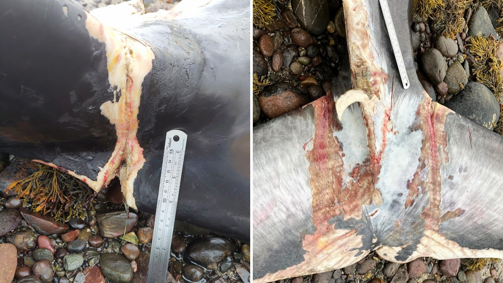 Lesions on the humpback and minke whales were consistent with creel rope, experts say.