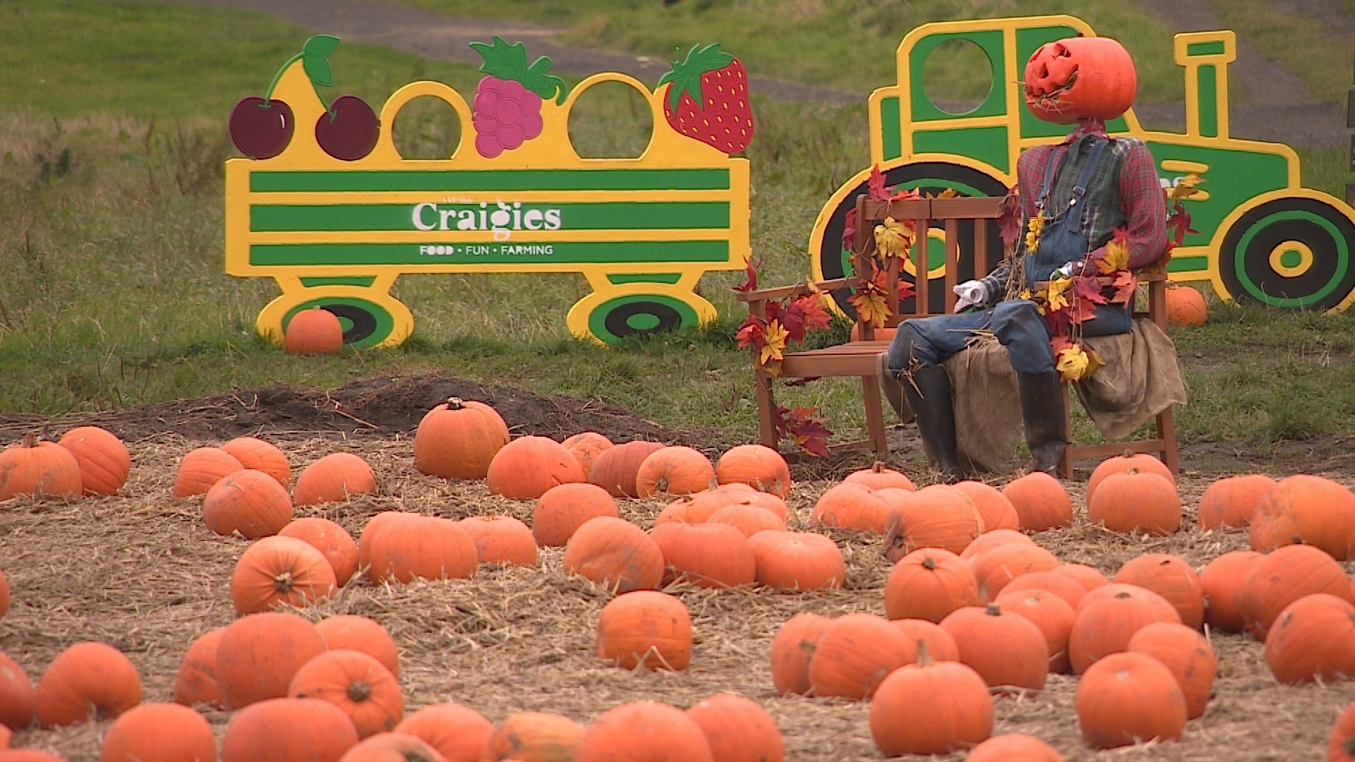 Pumpkin farmers say the dreary weather has been a challenge.