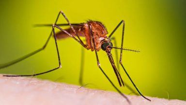 Mosquitoes have mutated resistance to DDT insecticides, University of Glasgow study shows