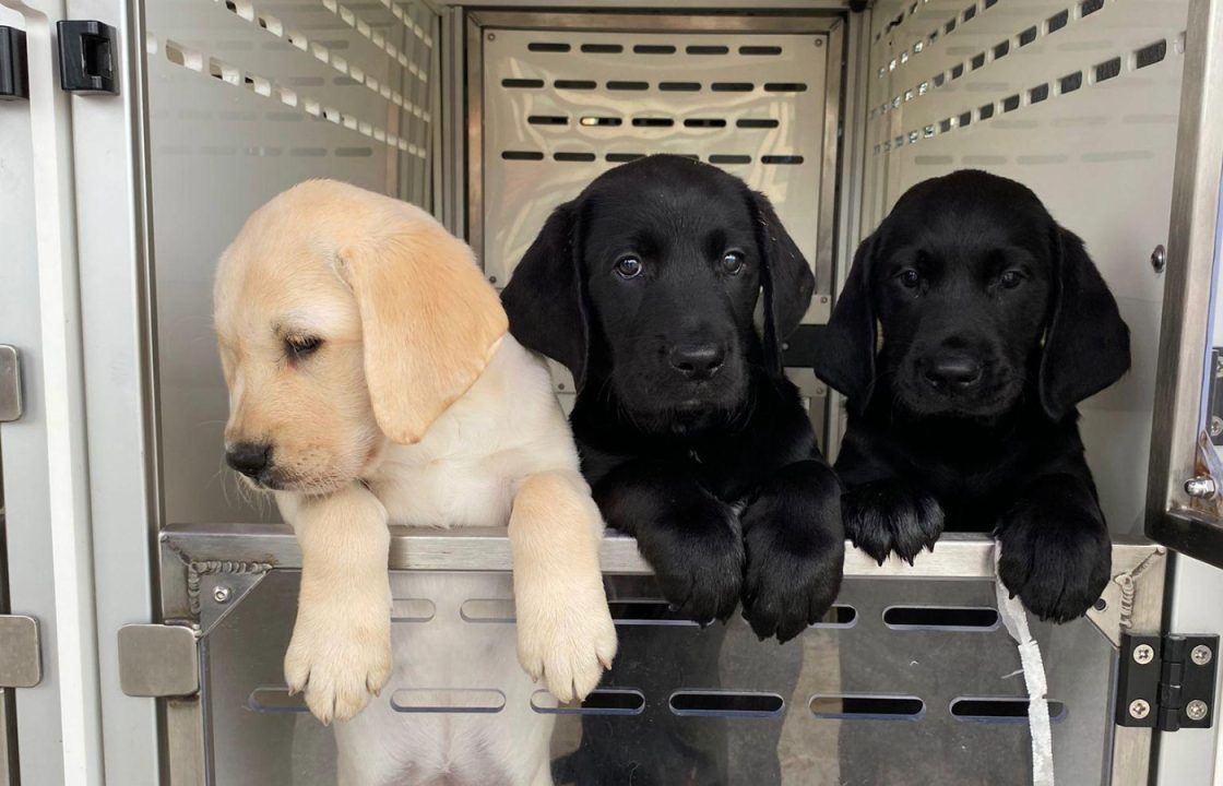 Puppies born to Guide Dogs UK’s first-ever mum from Japan arrive in Scotland to start training