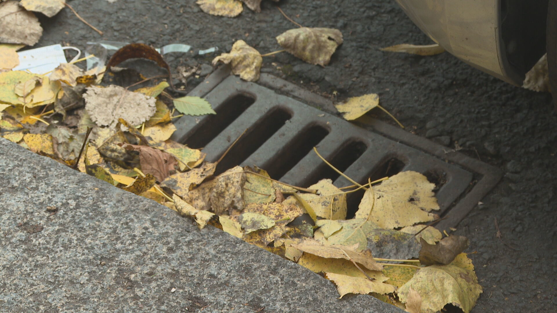 Residents are being asked to help clean up fallen leaves