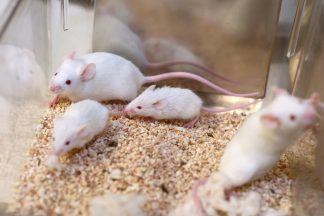 MS: Genetically altered cells repair multiple sclerosis nerves in mice in ‘breakthrough’ discovery