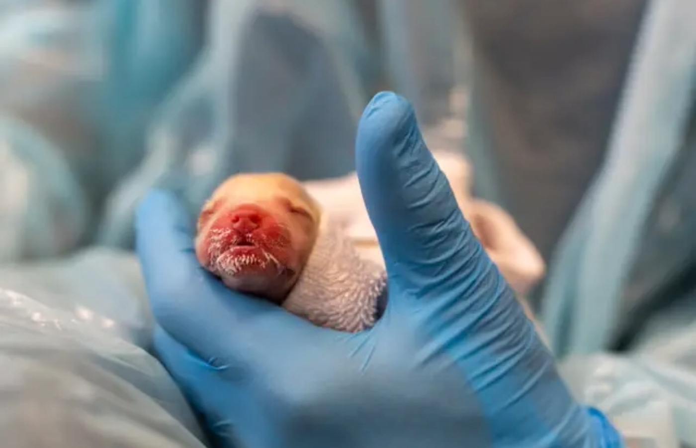 A newborn puppy being bottle fed at a Scottish SPCA rescue centre.