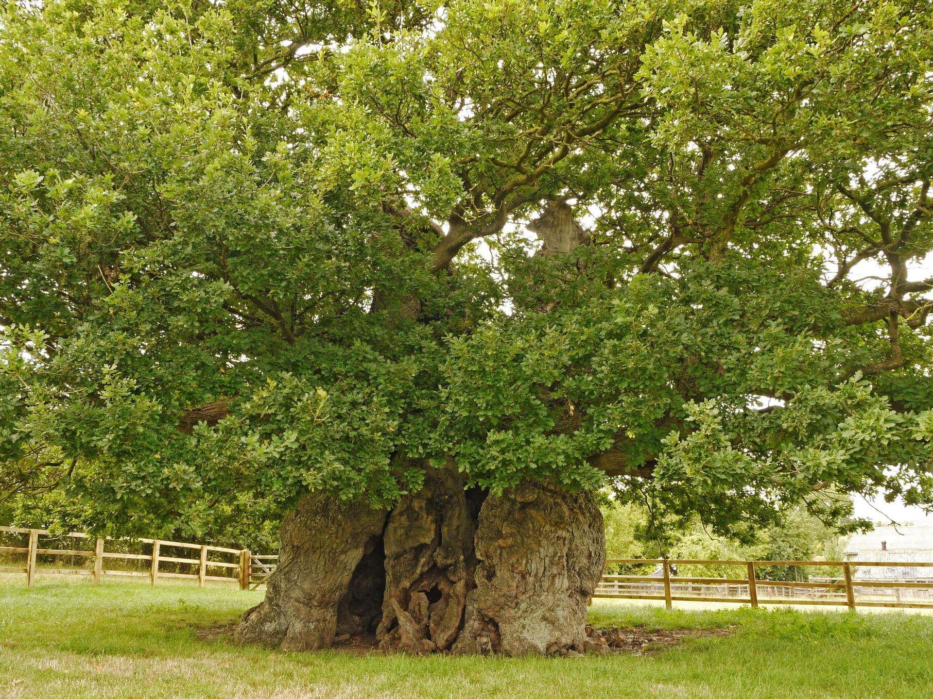 The Bowthorpe Oak came third in the competition (Woodland Trust/PA). 