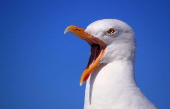 ‘Bitterly disappointing’ response for help to solve urban gull problems