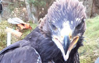 Concern of ‘criminal activity’ after sudden disappearance of golden eagle