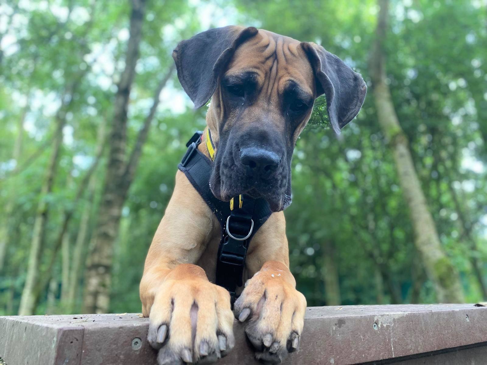 Harley is looking for a home with plenty of space that has direct access to a garden where he can play.