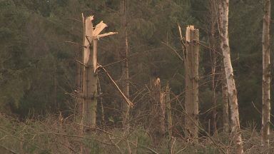 Exercise under way to protect power lines from fallen trees during storms