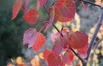 New initiative to provide ‘much-needed hope’ for endangered native aspen trees in Scotland