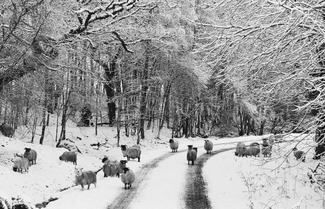 Dozens of schools closed due to heavy snowfall amid travel disruption as tree falls on road