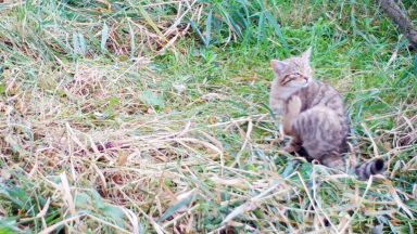 Adorable wild-born wildcat kitten caught on camera