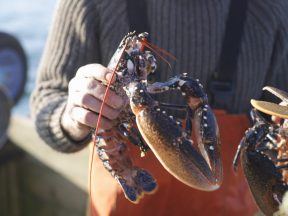 Two dozen live lobsters pinched from Arbroath pontoon as police appeal for help