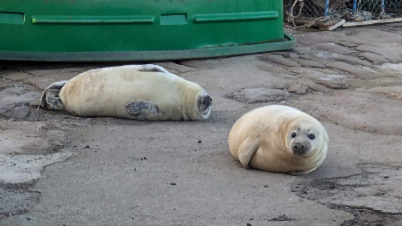 Investigation launched after man ‘attacks’ two seals near North Berwick harbour