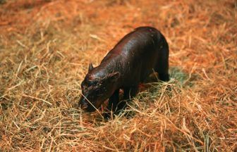 Scotland’s Moo Deng: Endangered pygmy hippo calf arrives at Edinburgh Zoo