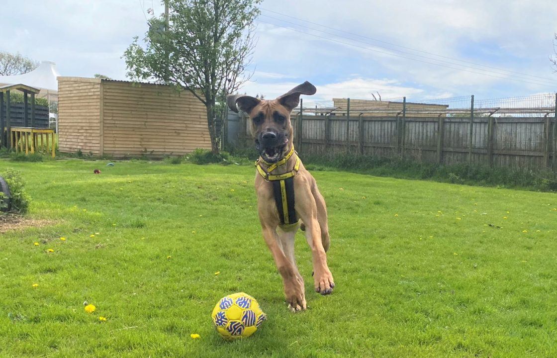 Dog that ‘weighs same as baby hippo’ looking for forever home