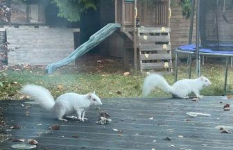 Rare albino squirrels become regular visitors to Edinburgh garden 