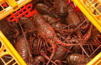 Teenager to be reported over missing live lobsters in Angus