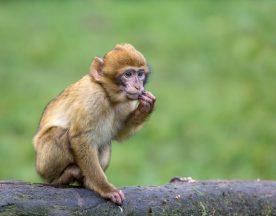 Two women jailed for global monkey torture ring