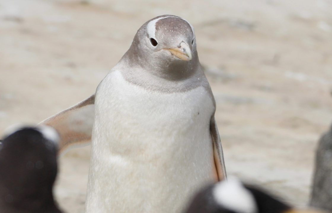 Edinburgh Zoo announces death of oldest silver gentoo penguin ‘Snowflake’