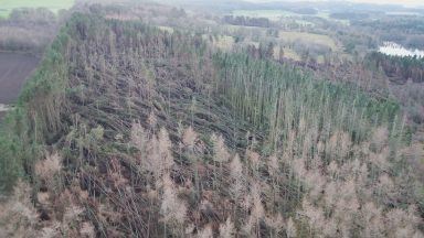 Quarter of felled trees still to be cleared three years after Storm Arwen