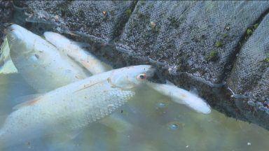 Investigation launched after hundreds of dead fish found in loch