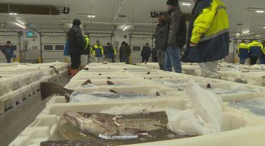 Fishing quota cuts could bring sector ‘to its knees’, chiefs warn