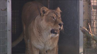 Lionesses rescued from Ukrainian zoo find new Scottish home