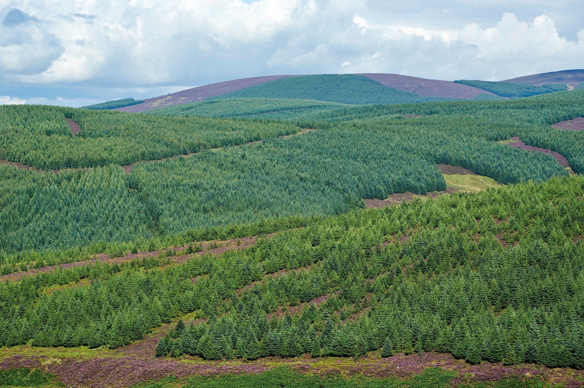 Forestry blocks in Aberdeenshire (Alamy/PA) 