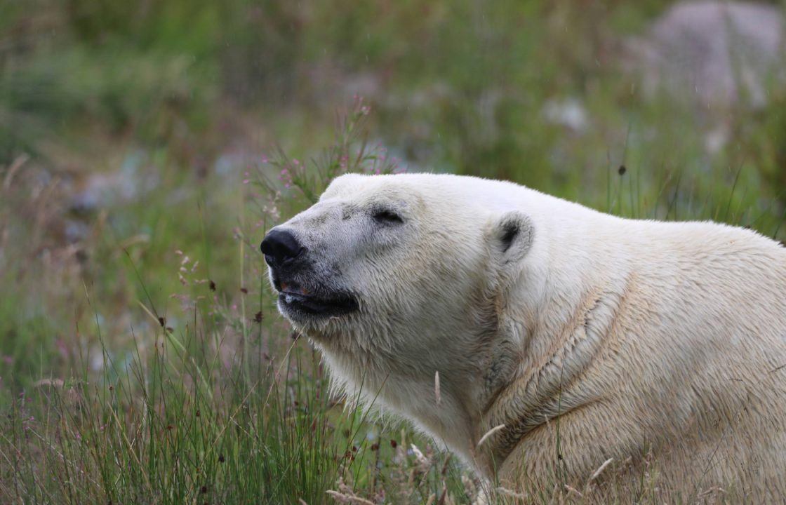 Polar bears ‘may have roamed Scotland’ after ancient bones discovered in the Highlands