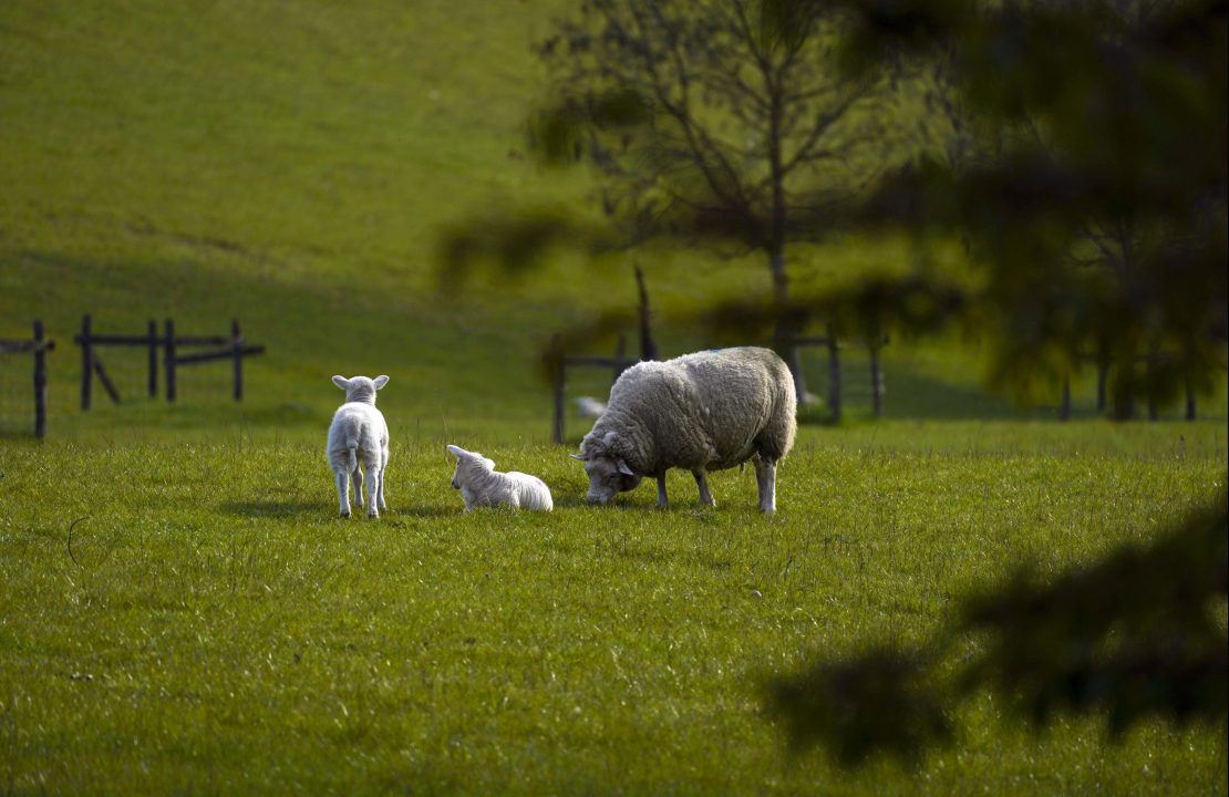 Families could be forced to ‘break up’ farm under ‘awful’ tax plans, union warns