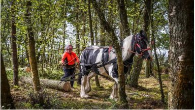 Horses used for logging in electricity network projects