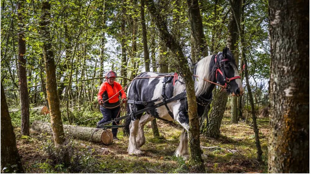 Horses used for logging in electricity network projects