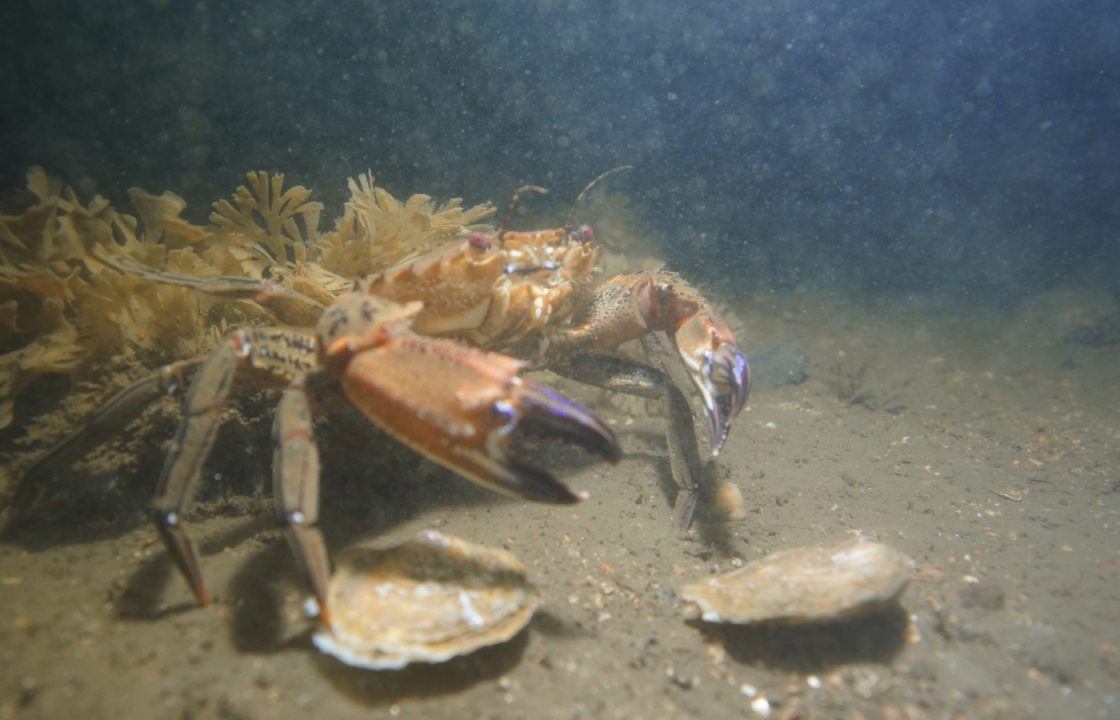 Positive signs oysters settling in well after reintroduction to Firth of Forth