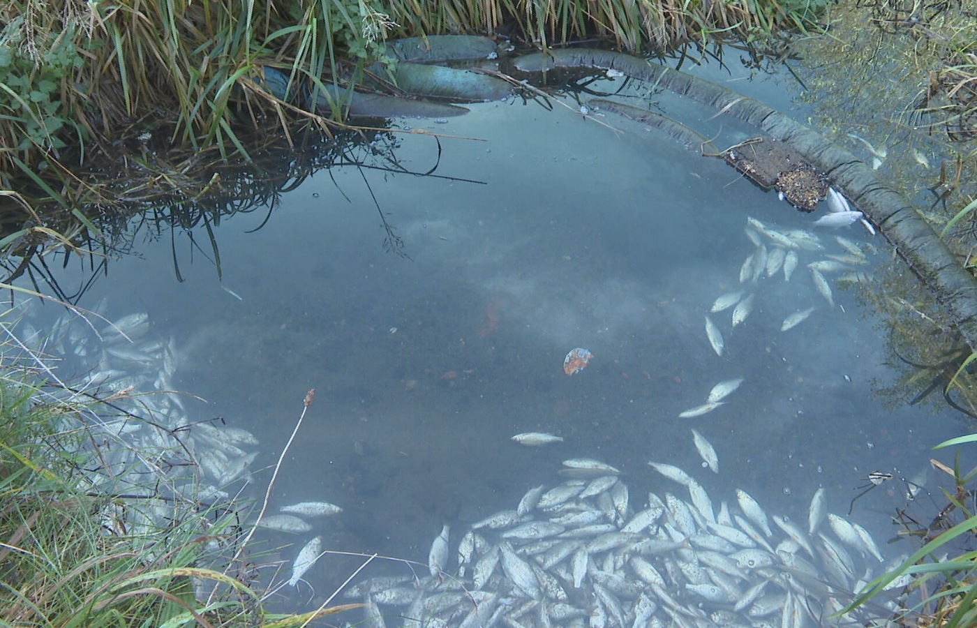 Hundreds of fish found dead at Linlithgow Loch