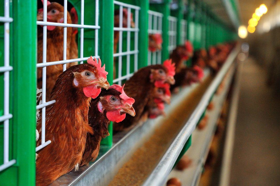 Major supermarkets Waitrose, Aldi, M&S and Morrisons back call to ban cages for UK hens