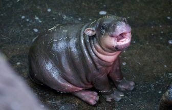 Endangered pygmy hippo calf Haggis ready for visitors at Edinburgh zoo