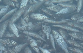 Investigation launched after hundreds of dead fish found in Linlithgow Loch