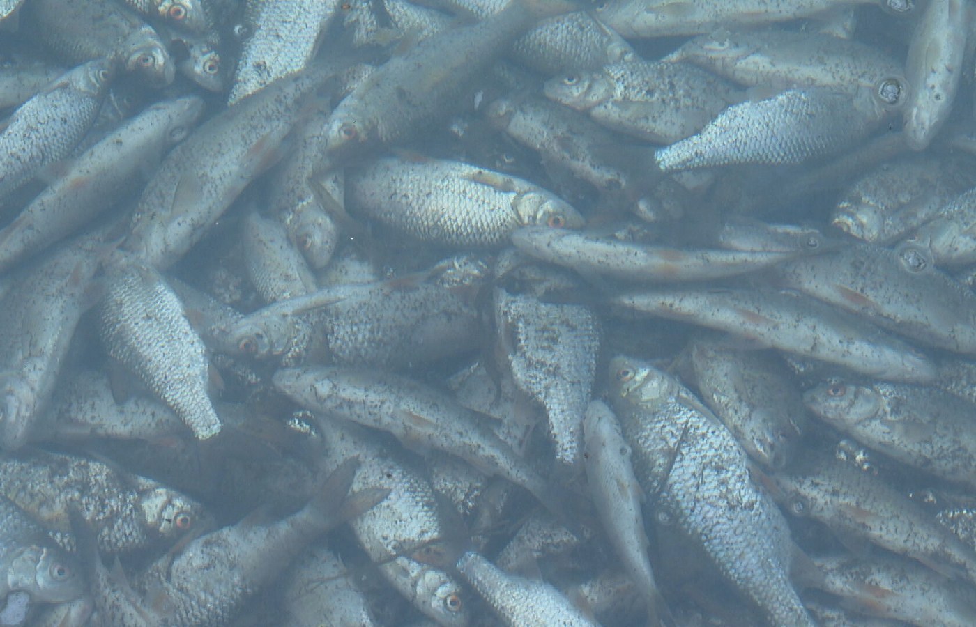 Hundreds of fish found dead at Linlithgow Loch