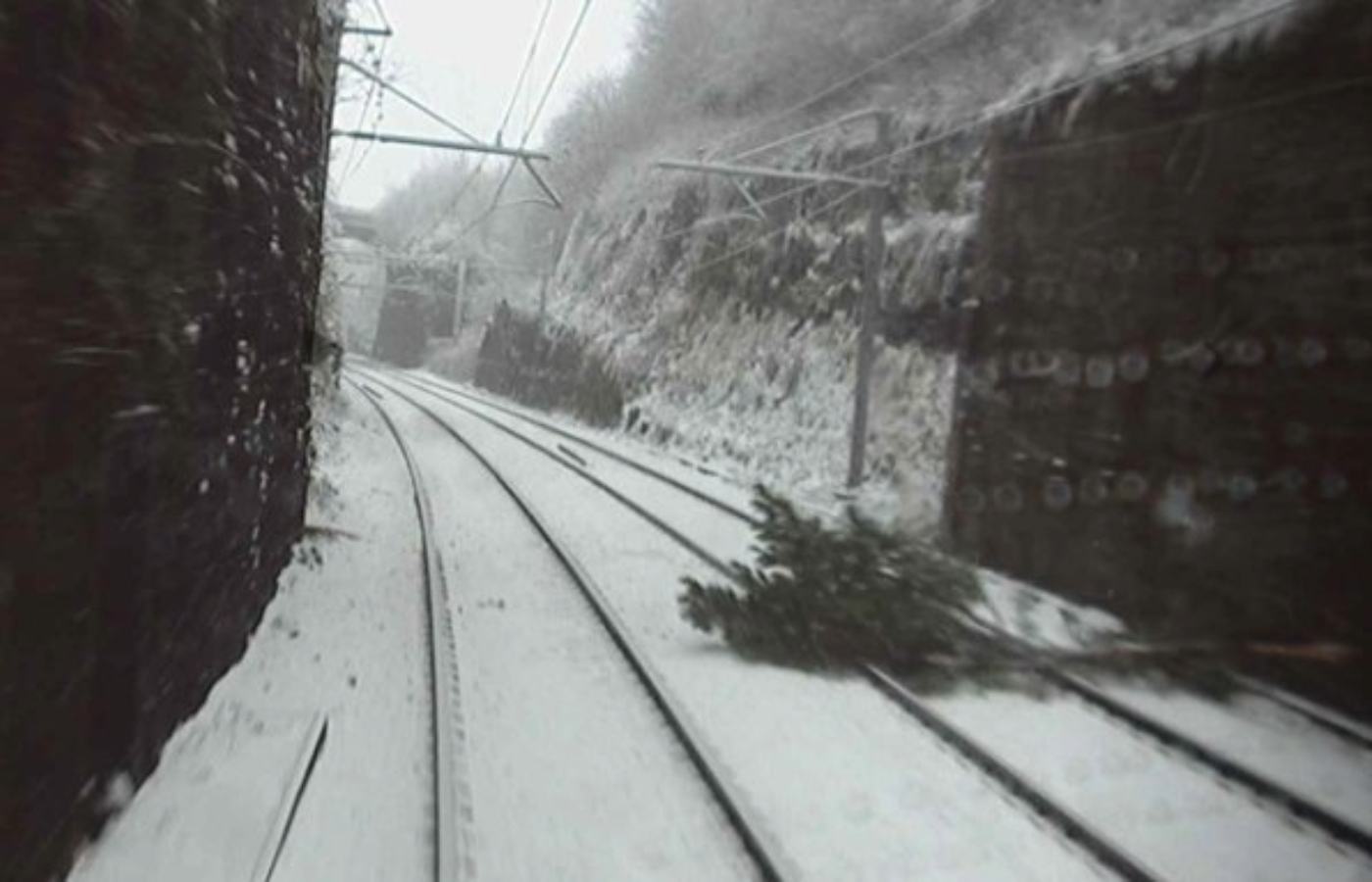 Image of the tree on the line at Bishopbriggs.