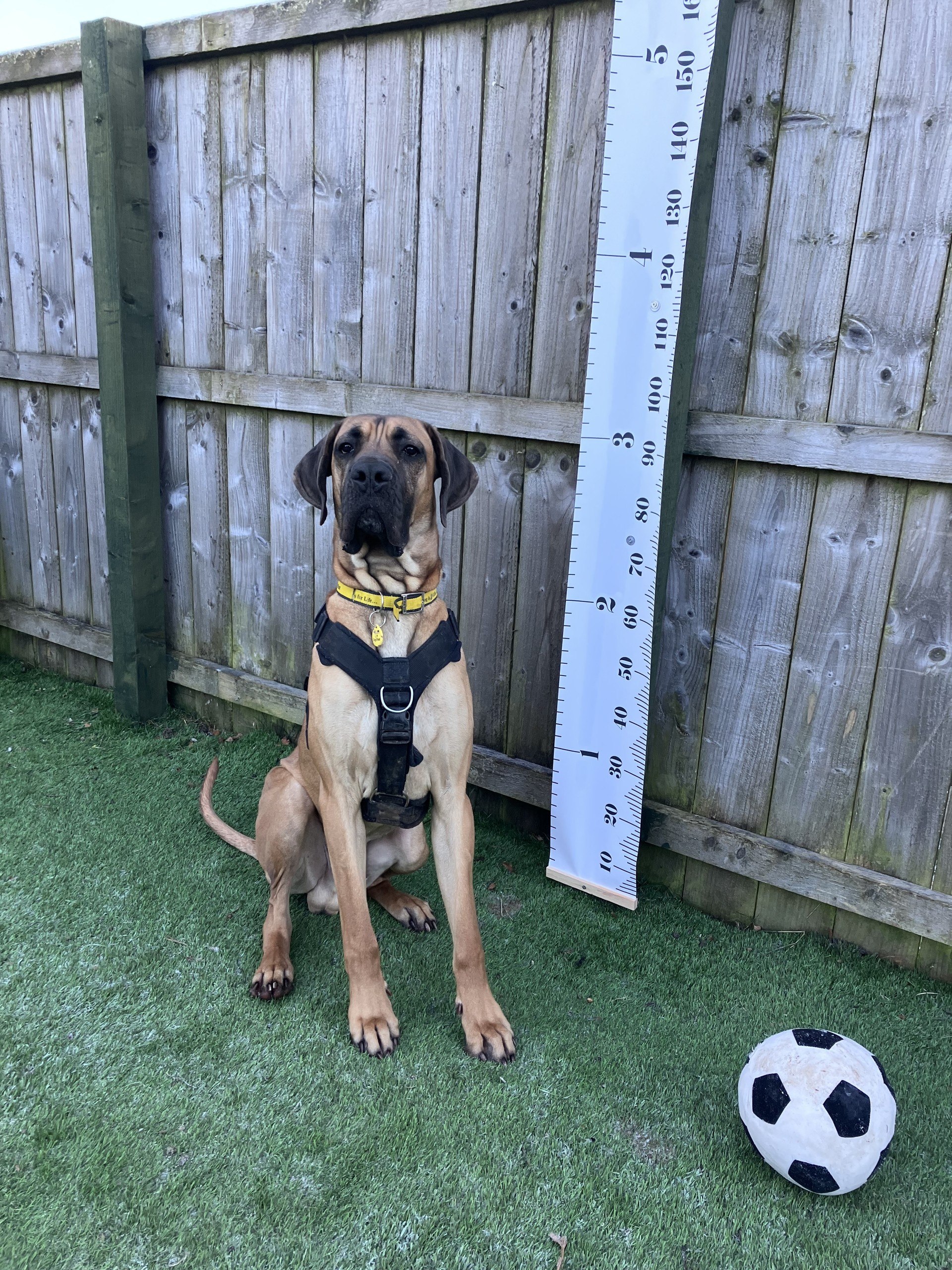 Harley loves playing with a football. 