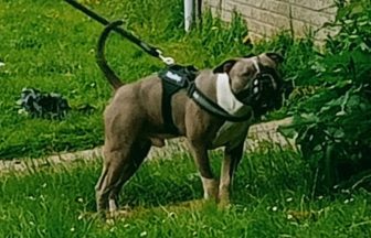 Woman killed by American Bulldog in Aberdeen was charged over previous dog attack